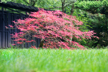 Canvas Print - Japanese Maple - View from the ground