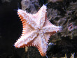 Underside of starfish at aquarium exhibit
