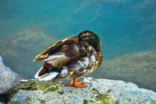 Close-up Of Bird Perching On Rock In Water