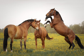 Wall Mural - Three horses playing in the meadow