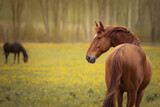 Fototapeta Konie - Portrait of a beautiful red horse