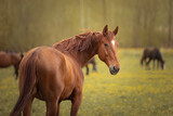 Fototapeta Konie - Portrait of a beautiful red horse
