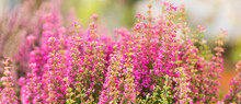 Tender Landscape Flowering Erica Tetralix Small Pink Lilac Plants, Shallow Depth Of Field, Selective Focus Photography