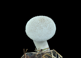 Canvas Print - Edible mushroom puff-ball (Lycoperdon pyriforme)