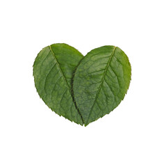 Sign as green heart shaped leaf isolaten on white background. Love nature concept.