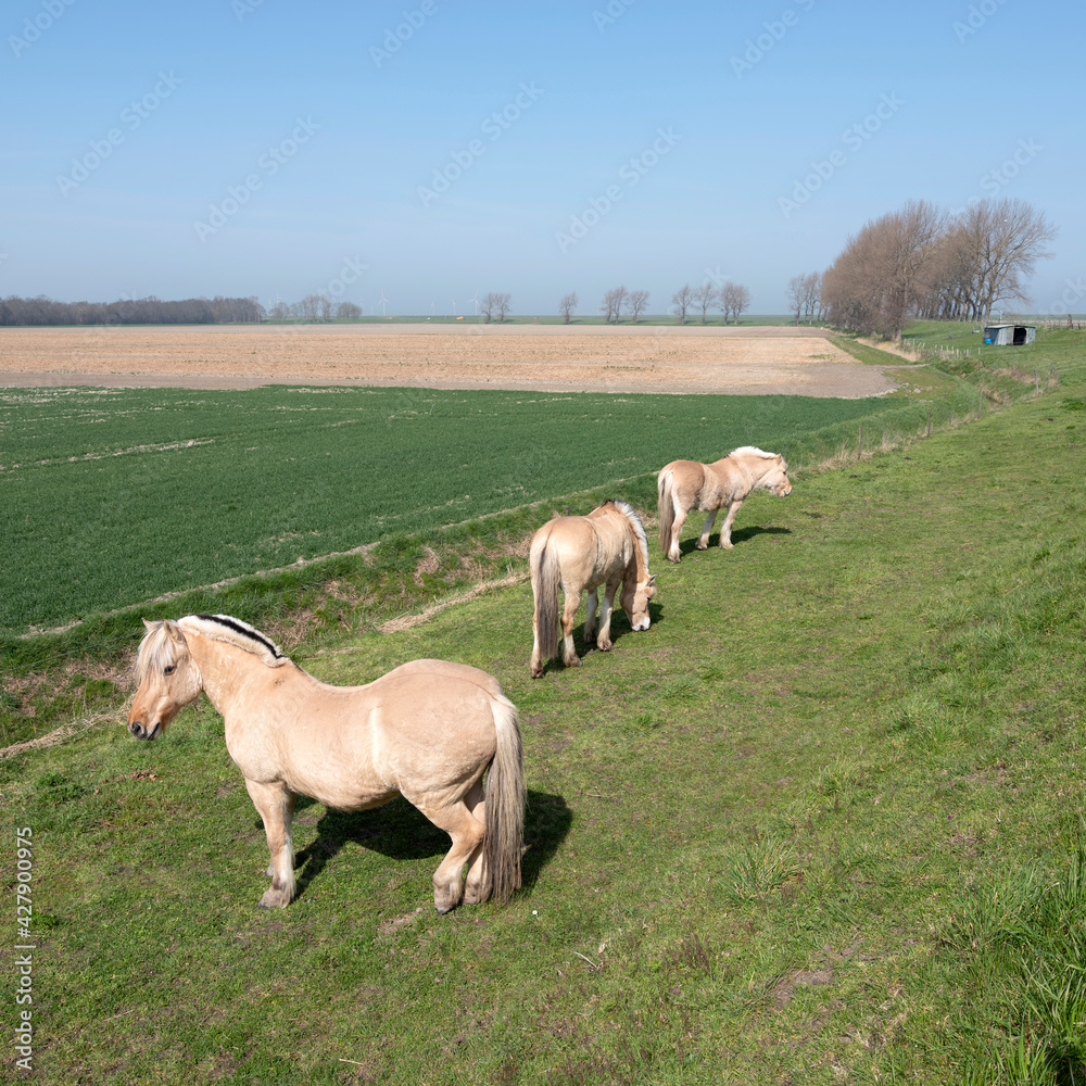 horses graze near country road on island of noord beveland in dutch province of zeeland in the netherlands