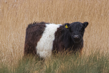 Sticker - Belted Galloway Cattle