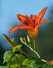 Wall Mural - orange lily flower