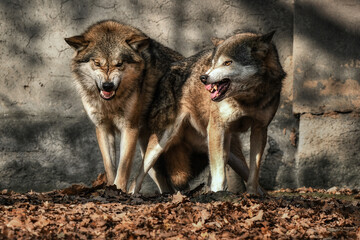 Two wolves (Canis lupus) near the wall in the leaves bared their teeth at the camera