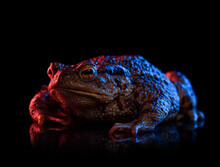 Common Toad Portrait In Red And Blue Neon Light Isolated On Black Background With Reflection.