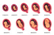 Embryo month stage growth, fetal development vector flat infographic icons. Medical illustration of foetus cycle from 1 to 9 month to birth