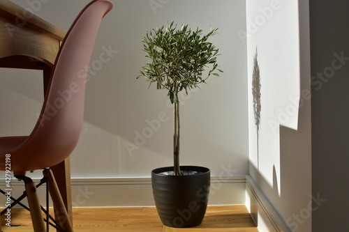 Obraz Dibond Potted Olive Tree