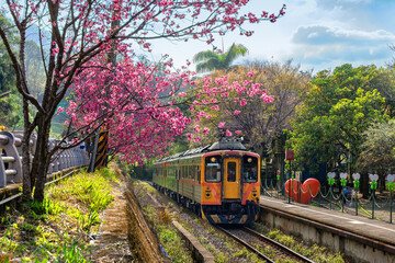 Wall Mural - Train with cherry blossom at Neiwan railway in Hsinchu, Taiwan.