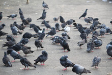 Shot Of Many Randomly Positioned Pigeons Eating From The Floor On The Street.