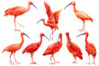 Tropical birds. Set of scarlet ibis on isolated white background. Watercolor illustration