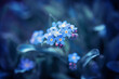 Wiosenny niebieski kwiat, niezapominajka na polanie