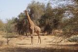 Fototapeta Sawanna - girafe senegal