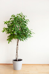 ficus benjamina large green houseplant with long braided stem