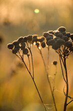 Close-up Macro Photo Photography Yellow Sunset Nature Plant Spring Summer Autumn