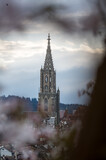 Fototapeta Big Ben - Berner Münster in the oldtown of Bern during cherry blossom