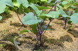 Organic Purple Kohlrabi Cultivated on Garden