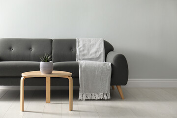 Stylish living room interior with comfortable grey sofa and beautiful plant