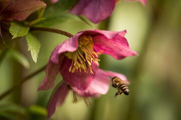 Poster - Closeup shot of a bee buzzing around apink hellebore flower