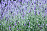 Fototapeta Lawenda - Lavender flower blooming