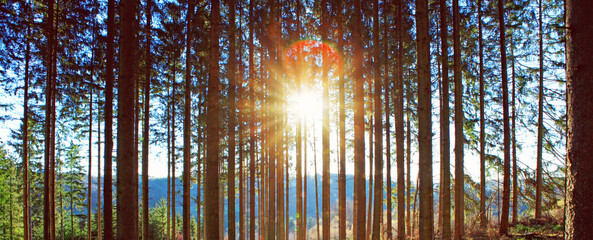 Wall Mural - beautiful spring forest with bright sunlight in the fog.