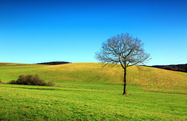 Wall Mural - spring landscape with blue sky and tree .