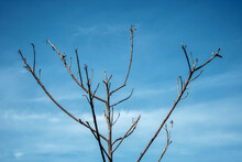 Dry Twigs On A Blue Sky Background