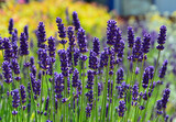 Fototapeta Lawenda - lawenda wąskolistna , lavender, Lavandula angustifolia, lavender on a yellow background	