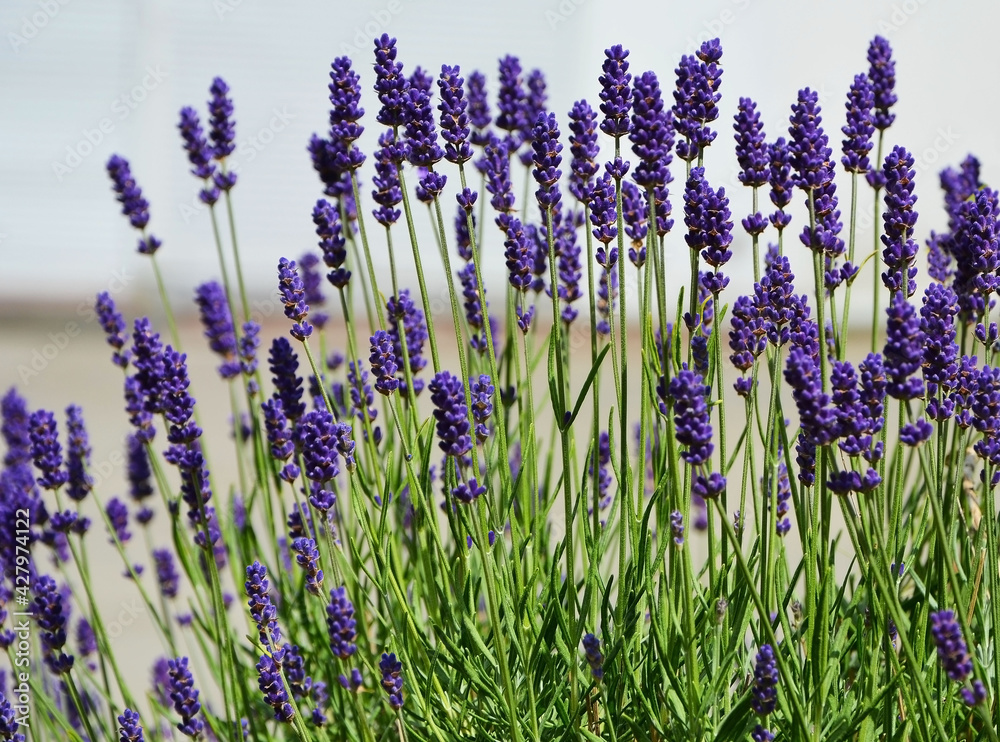 lawenda wąskolistna - lavender - Lavandula angustifolia	 - obrazy, fototapety, plakaty 