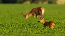 Roe Deer And Red Deer Grazing In Clover In Summer Light