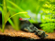 Rummy-nose tetra (Hemigrammus rhodostomus) on a fish tank with blurred background