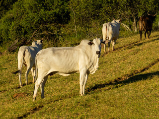 Wall Mural - Nelore cattle in the farm pasture