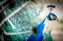 Male Adult Indian Peafowl. Portrait Of A Blue Peacock. Closeup Of Head And Tail.