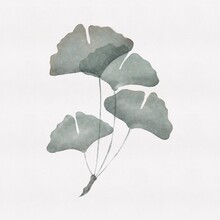 Watercolor Illustration Of Ginkgo Leaves