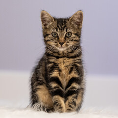 Wall Mural - Closeup shot of a fluffy striped kitten on a light background