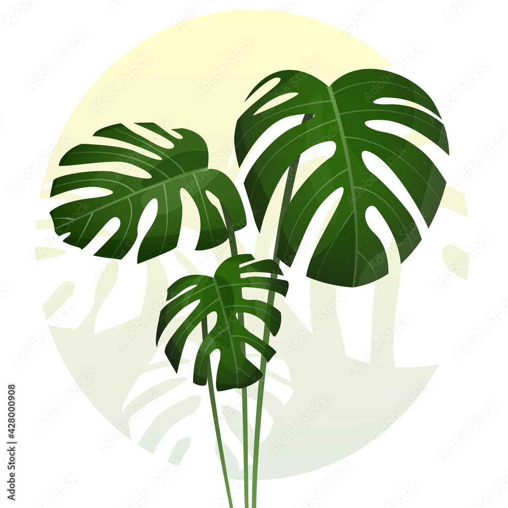 Monstera - egzotyczne liście. Botaniczna ilustracja tropikalnej rośliny na jasnym gradientowym tle. - obrazy, fototapety, plakaty 