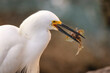 Closeup shot of a wild egret eating a fish in Florida, USA