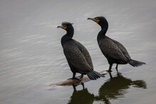 Double-Crested Cormorant, Phalacrocorax Auritus, Pair Standing On Log In Water Looking Towards Left