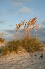 Wind Blown Sea Oats (Uniola Paniculata) Atop A Florida Sand Dune Bathed In Golden Light, Daytona Beach, Florida, USA.