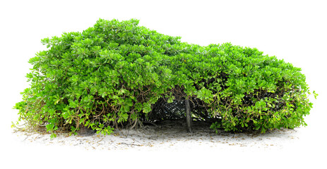Wall Mural - cut out green hedge. bush in summer isolated on white background. green shrub with lush foliage.