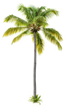 	
Cut Out Palm Tree. Green Tree Isolated On White Background. Coconut Tree Cutout. High Quality Image For Professional Composition.	
