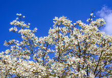 White Yulan Magnolia Tree With A Blue Sky 