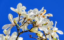 White Yulan Magnolias With A Blue Sky