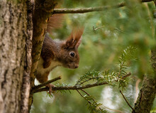Closeup Of An Adorable Fox Squirrel On A Branch Of An Evergreen Tree
