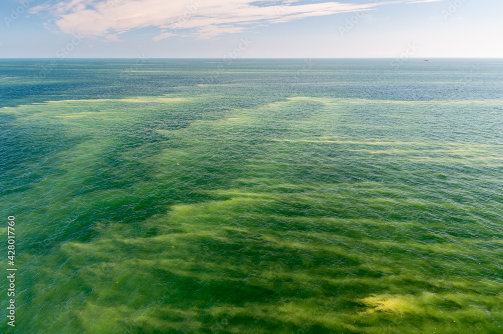 Kwitnące sinice w Morzu Bałtyckim / Blooming cyanobacteria in the Baltic Sea - obrazy, fototapety, plakaty 