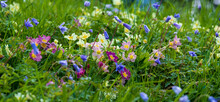 Close Up Of Colourful Wild Flowers Growing In The Grass Along Addison's Walk On The Banks Of Holywell Mill Stream, Magdalen Meadow, Oxford UK.  Flowers Include Primroses And Geranium.
